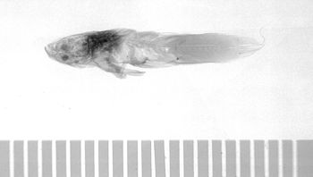 Media type: image;   Ichthyology 6839 Aspect: lateral,description
